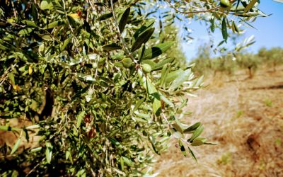 L’olio extra vergine d’oliva Toscano