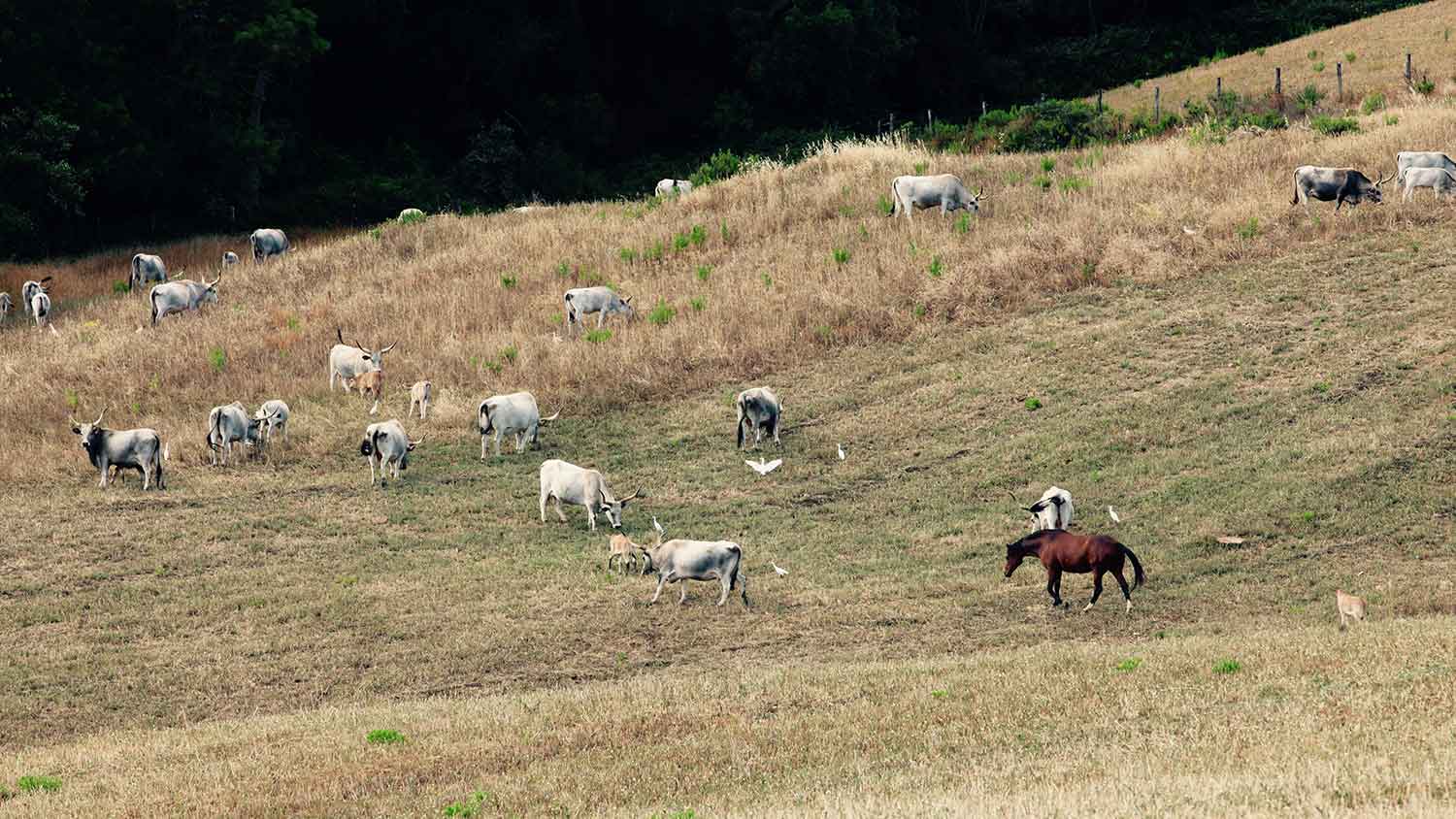 Bovini di razza marammana al pascolo nella tenuta di Santa Barbera- I Piaceri della Maremma
